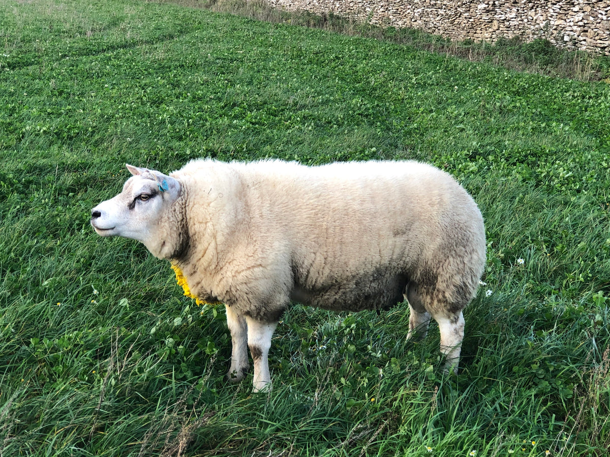 Beltex ram standing in pasture, known for muscle conformation