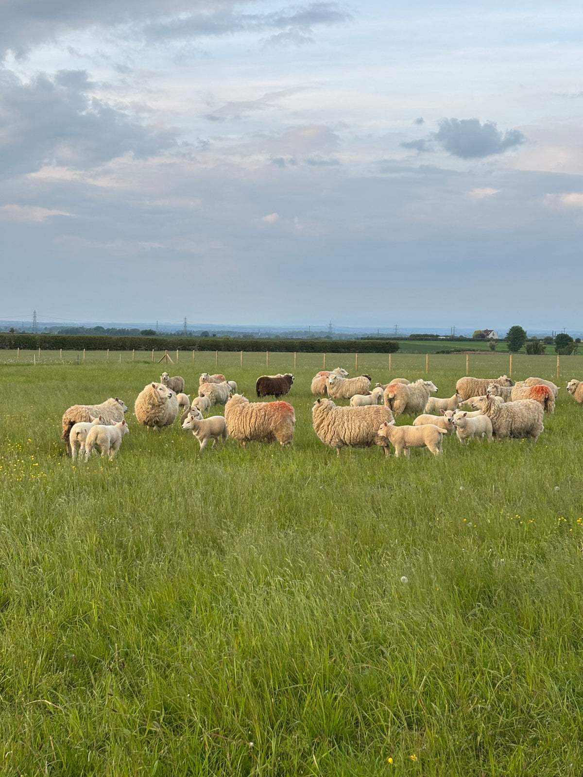 Shetland cross Lleyn ewe grazing outdoors on pasture